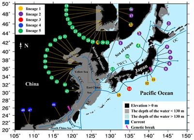 MtDNA-Based Phylogeography of the Red Alga Agarophyton vermiculophyllum (Gigartinales, Rhodophyta) in the Native Northwest Pacific